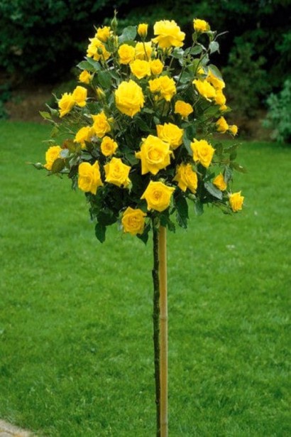 Роза на штамбе Голден Шауэрс – яркий акцент в саду.